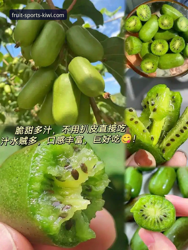 资深用户分享：奇异果体育平台登录不了？这些实战经验帮你解决